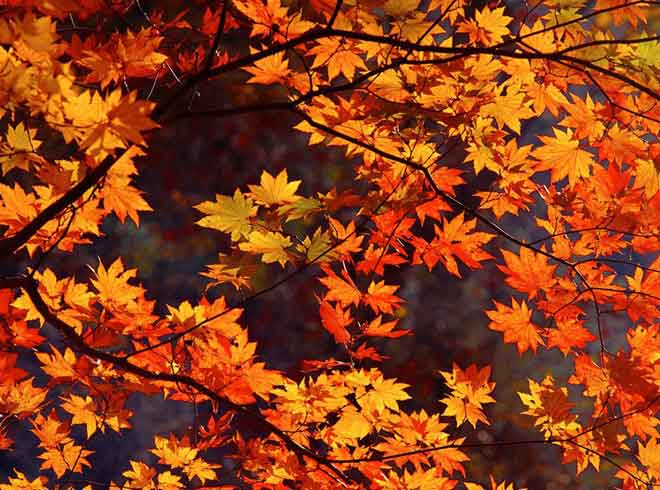 Bunte Herbsttage