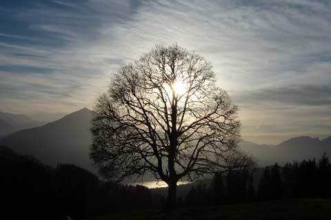 Wettbewerb Waldfotos 