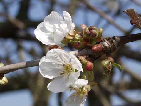 Die Letzte Schulwoche vor den Frühlingsferien