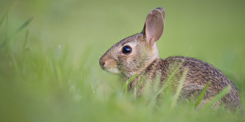 Frohe Ostern